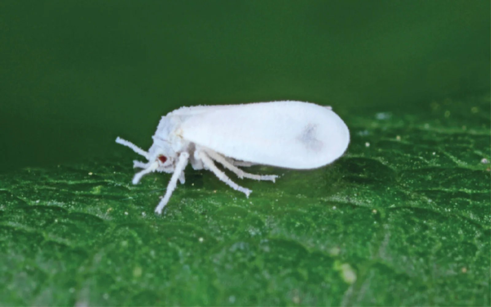 Mosquita blanca