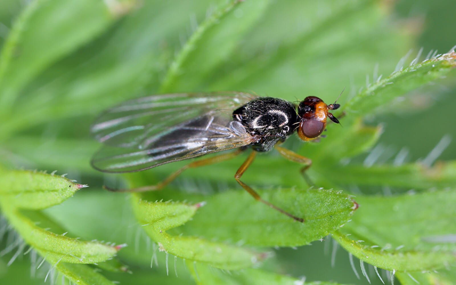 Mosca de la zanahoria